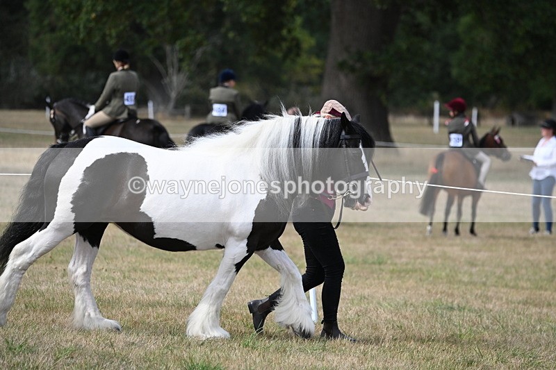 WJ6_6423 - Class 20 In-hand Cob