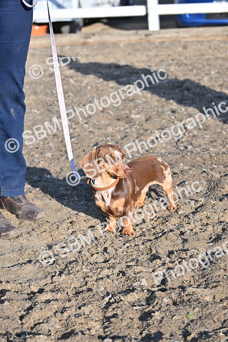 SBM_09398 - Lorry Dogs