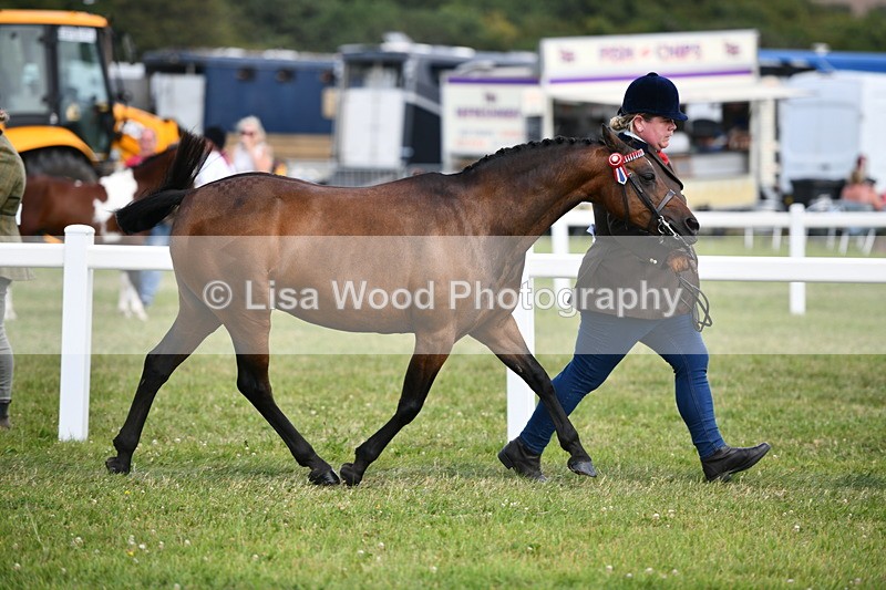 DSC_8439 - Class 69: Pure, Anglo & Part Bred In Hand Arab