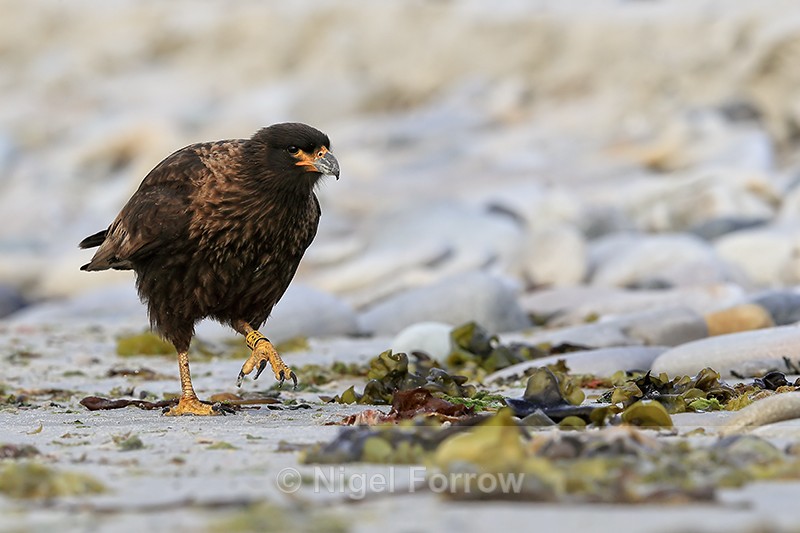Striated Caracara (yellow Z58 ring), Carcass Settlement, Falklands - Striated Caracara