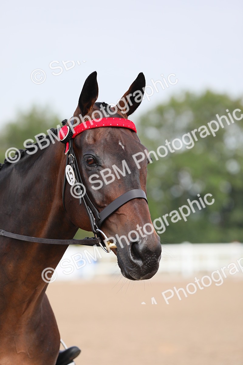 SBM_10730 - Class 303 Ridden Pure Bred Horse/Pony (excl M&M)
