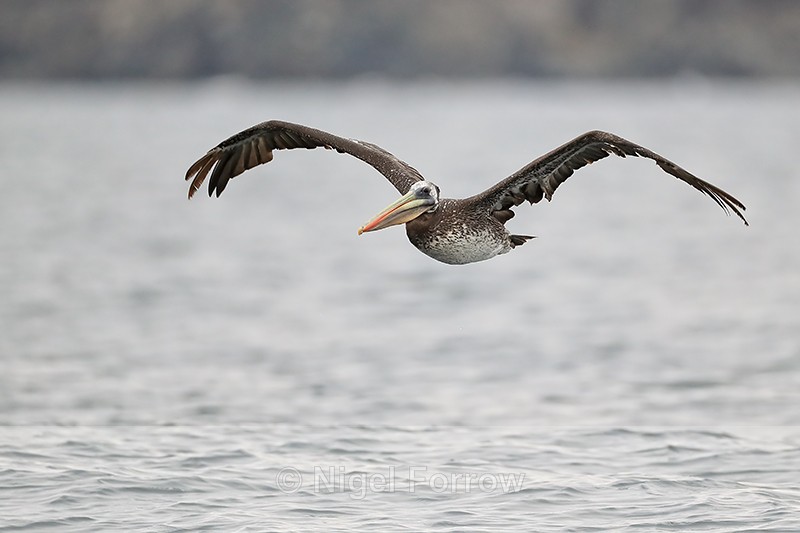 Peruvian Pelican flying, Caleta Chanaral, Chile - Peruvian Pelican