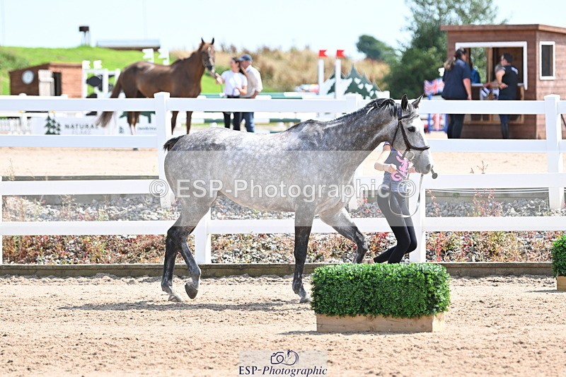 240717A-150541-02530 - Trot Up 3pm to 4pm