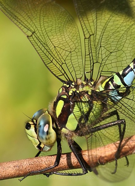 Southern Hawker - Invertebrate's Macro