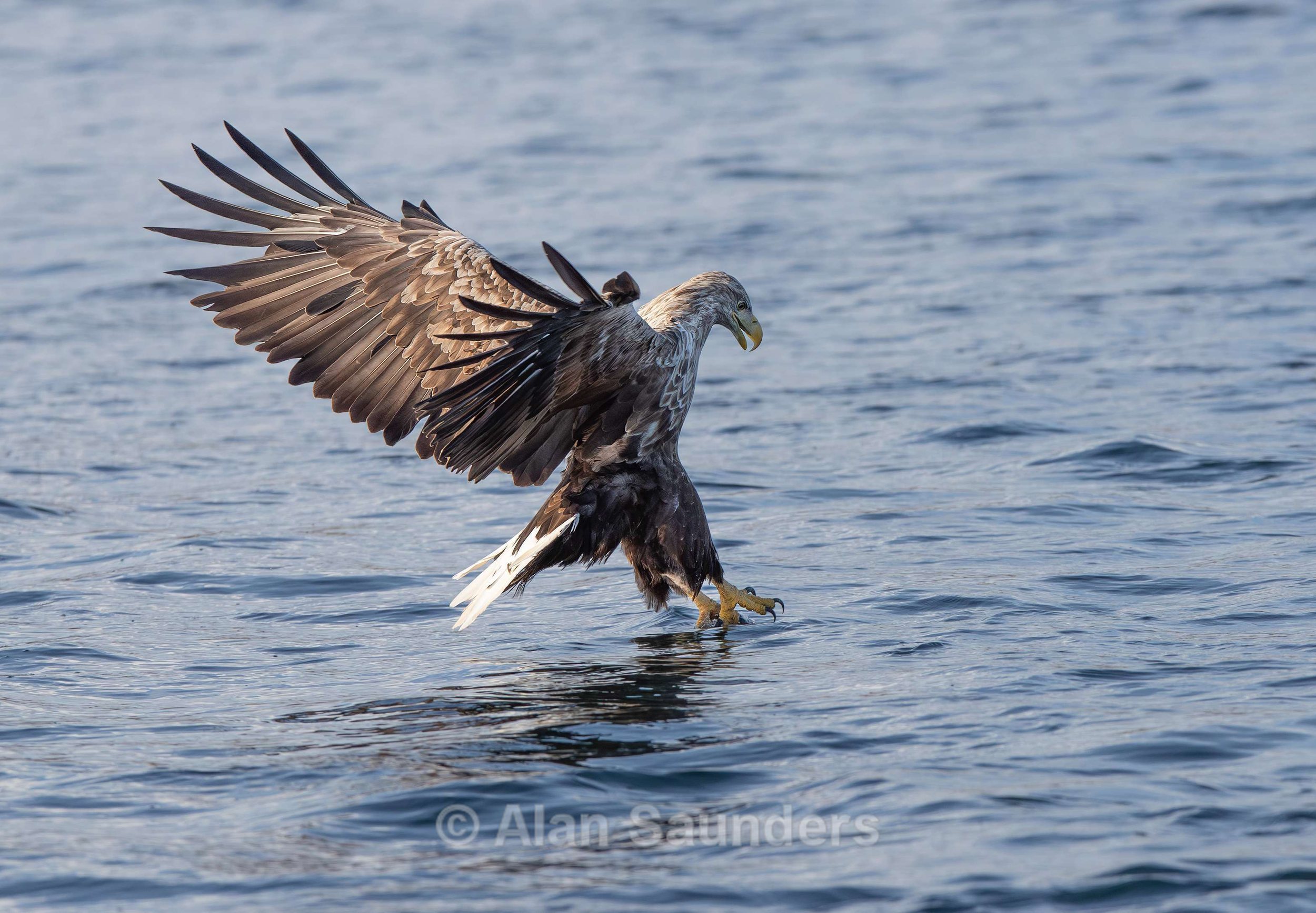 White Tailed Eagle 44