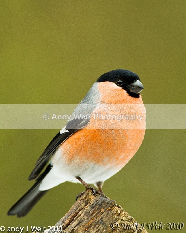 Bullfinch-3860 - Bullfinch