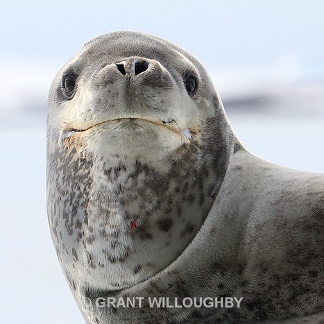  - Antartica