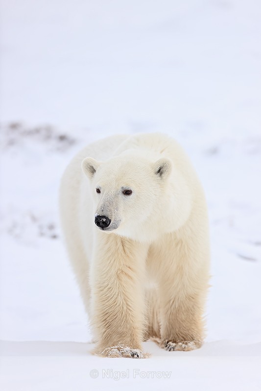 Polar Bear hesitates, Churchill, Canada - Polar Bear