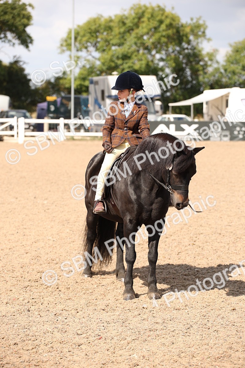 SBM_03424 - Class 18 Handsomest Gelding (IH or Ridden)
