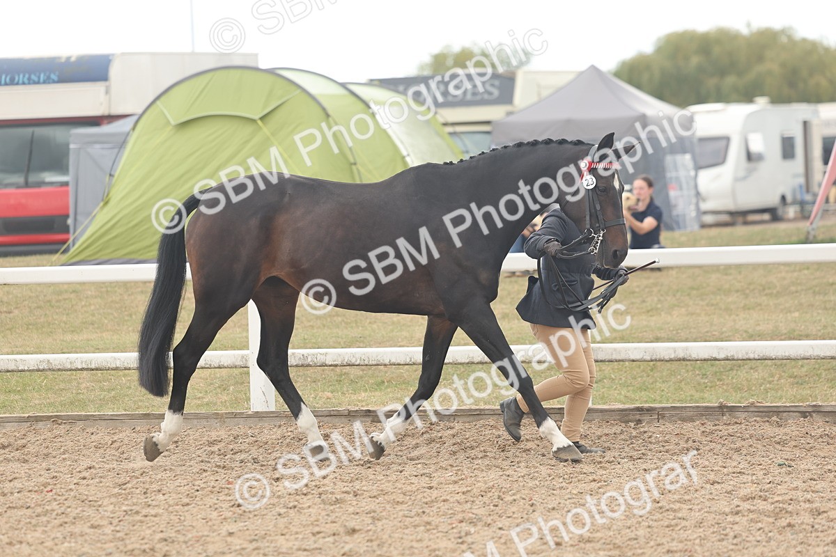 SBM_07630 - Class 26 - IH Foreign Breeds - Part Bred