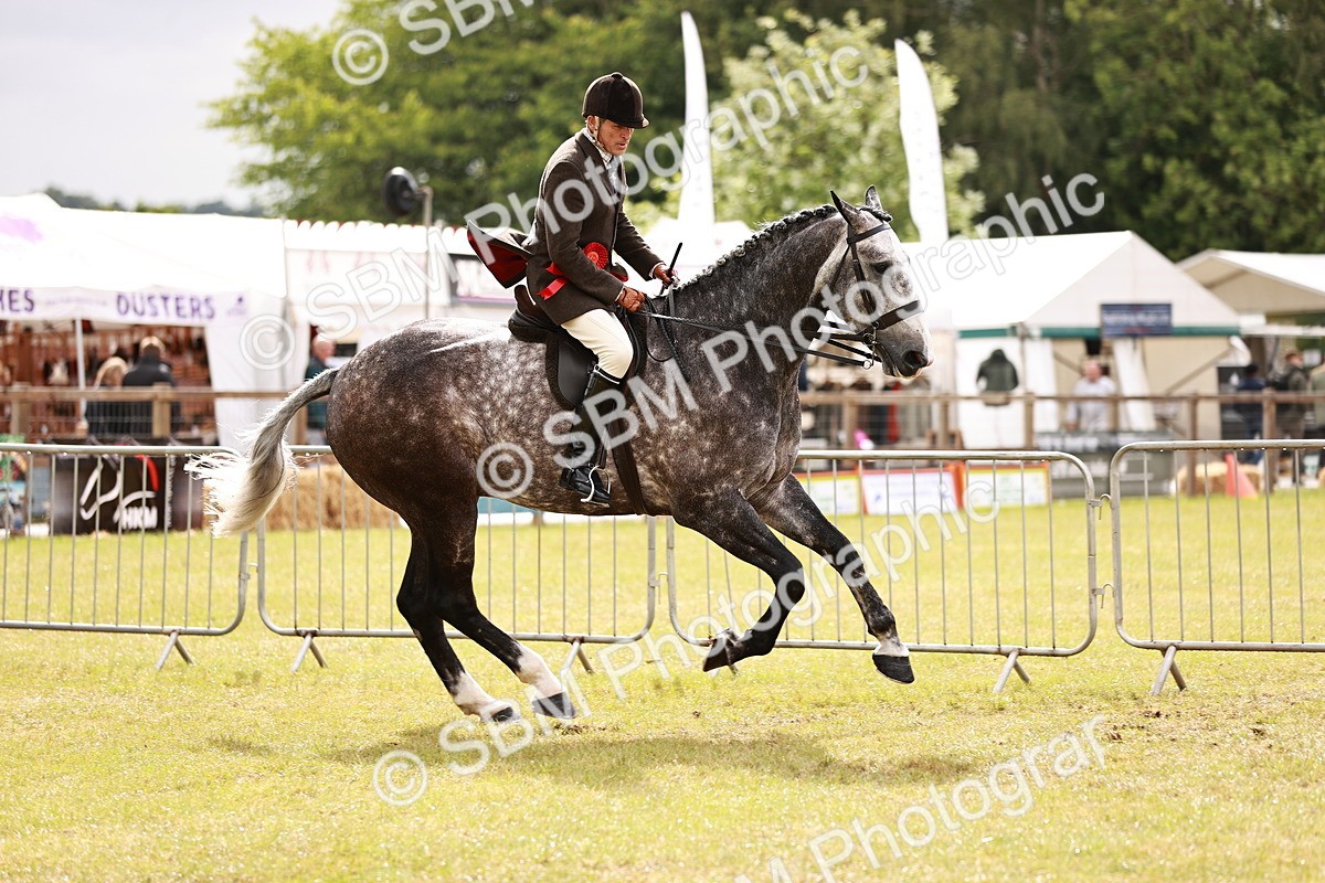 SBM_11567 - Class 81-84 - RIHS Ridden hunters Inc Ladies Hunter