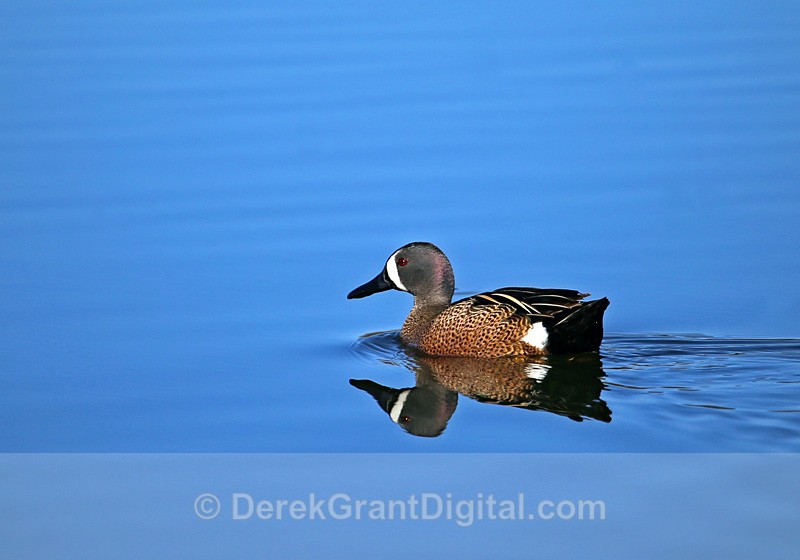 Blue-winged Teal (male) - Birds of Atlantic Canada