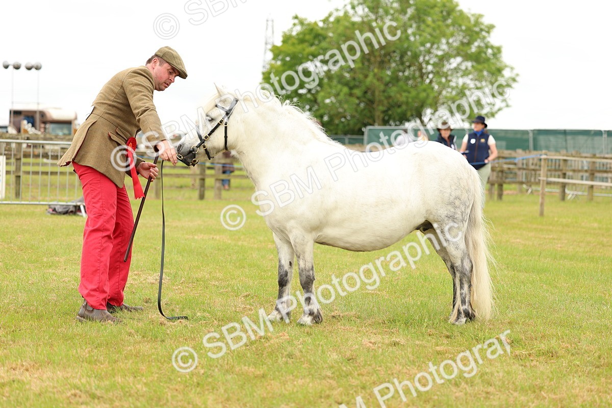SBM_04388 - Class 64-67 - Shetland Pony In Hand