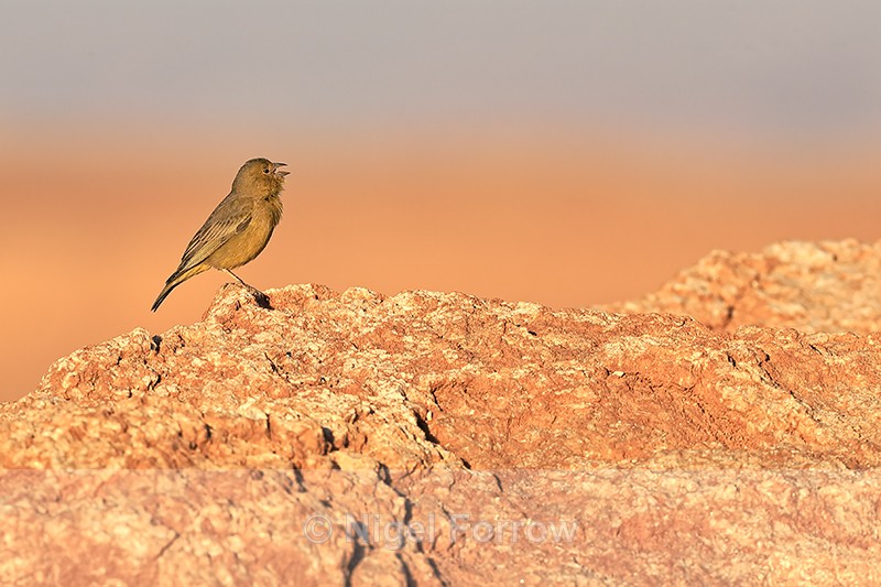 Greenish Yellow-Finch, Moon Valley, Atacama Desert, Chile - Greenish Yellow-Finch