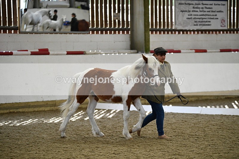 WJ5_4940 - Class 7 In hand coloured / odd coloured