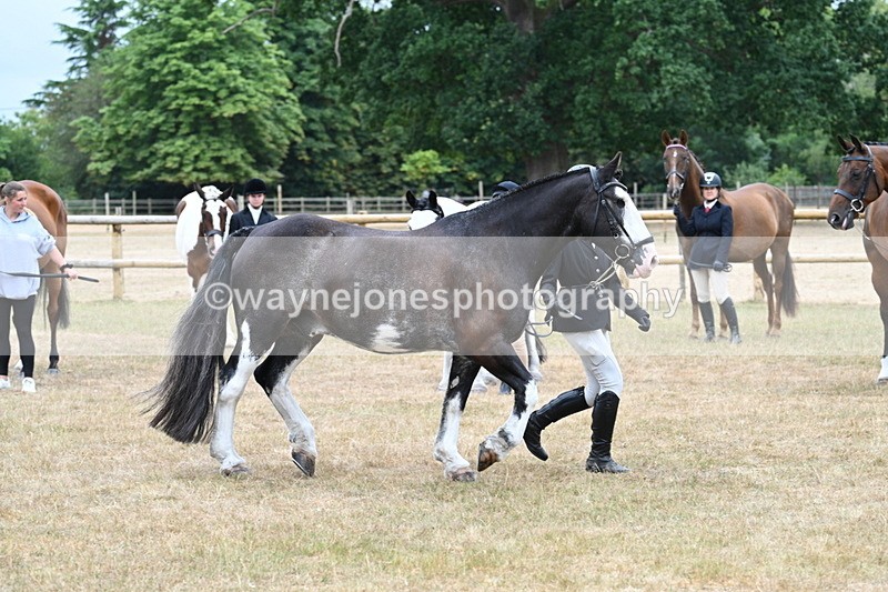 WJ7_9851 - Class 5a Most Handsome Gelding (above 14.2hh)