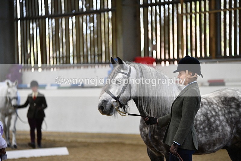 WJ5_4297 - Class 6 In hand M&M - Large Breeds