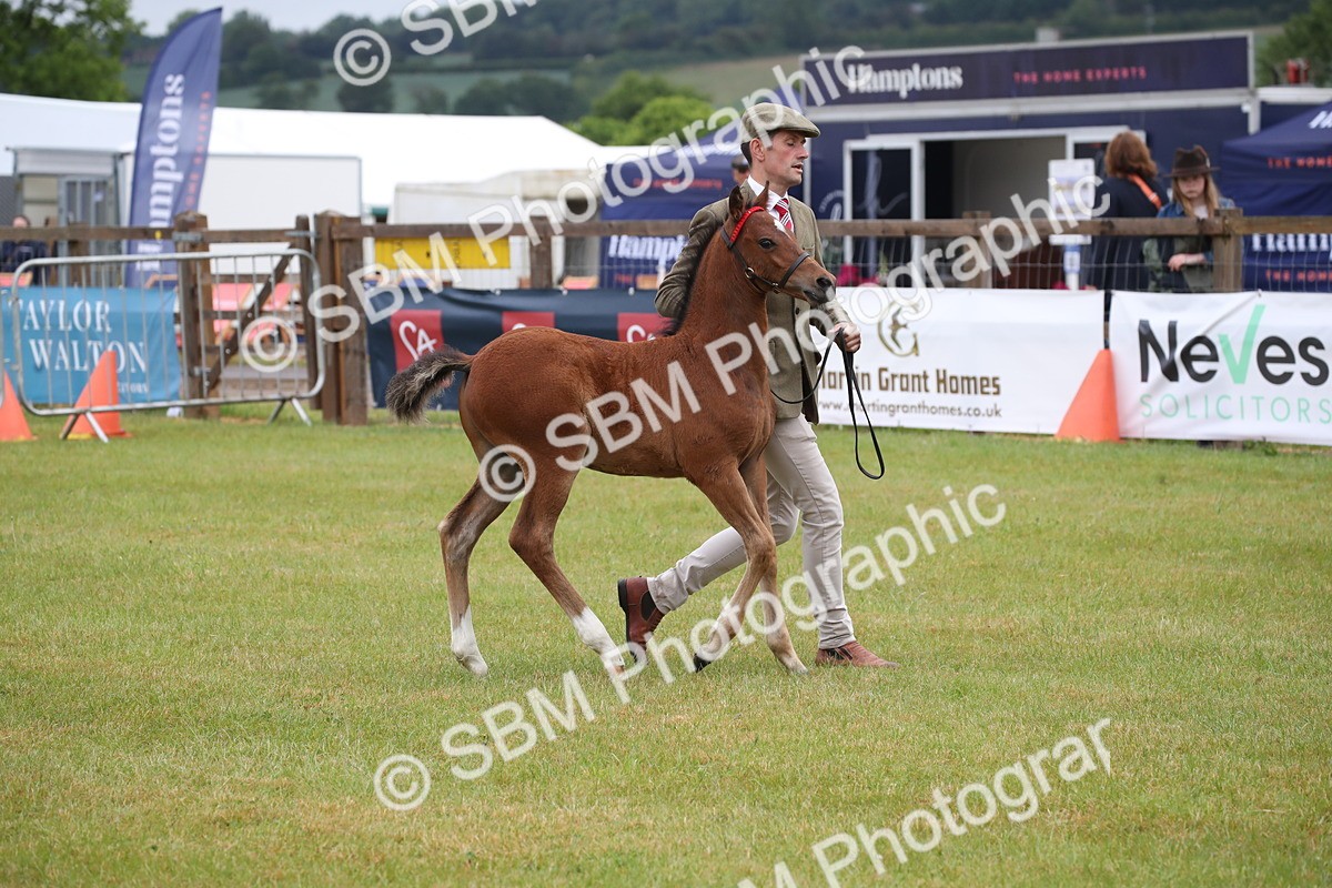 SBM_00166 - Class 17-20 - Arab & Part Bred - Anglo Arab In Hand