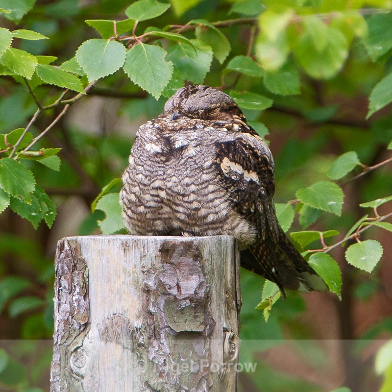 Nightjar (male) dozing on a fence post - Nightjar