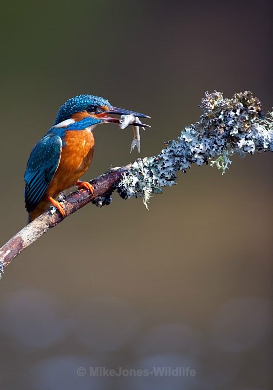 KINGFISHER no 4 - KINGFISHERS