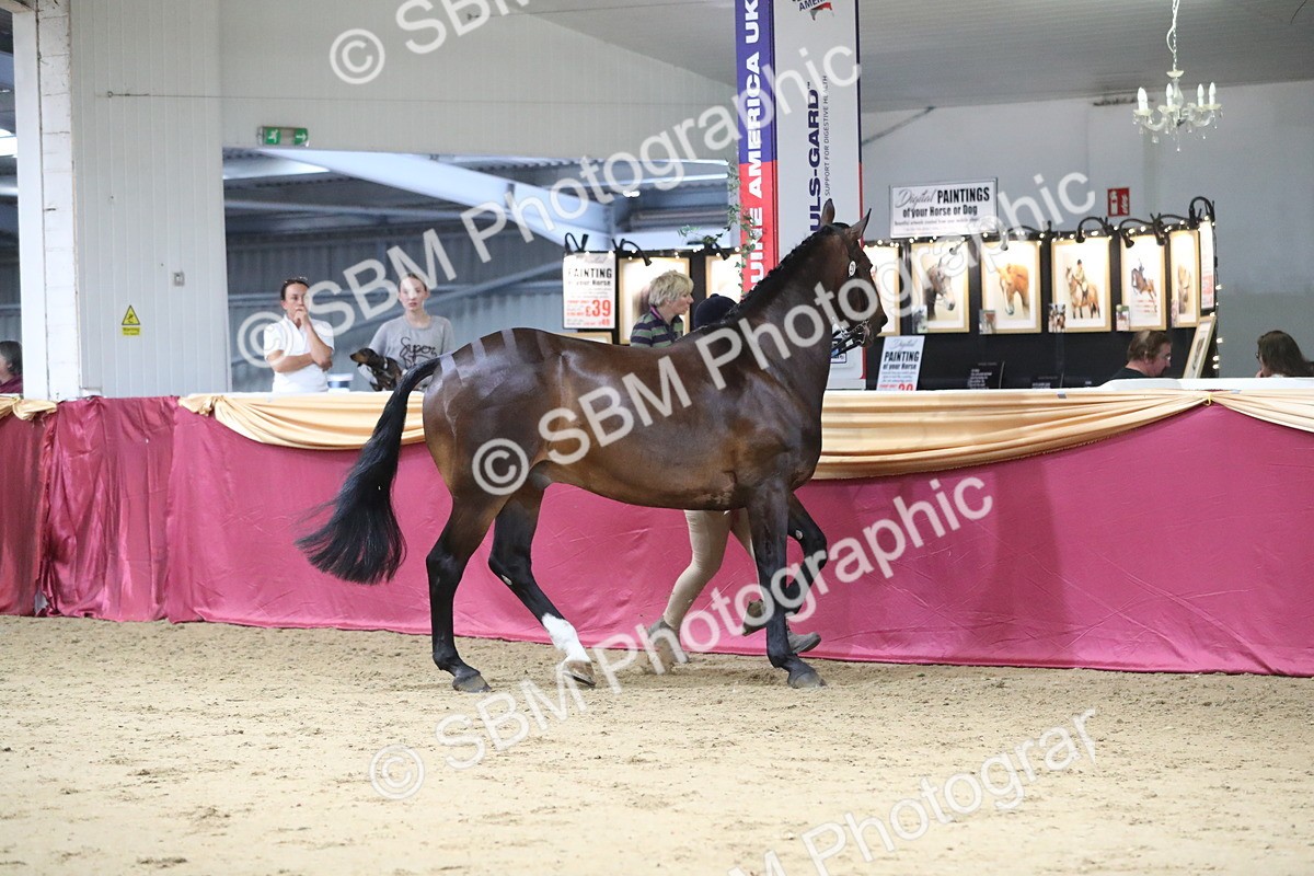 SBM_05080 - Class 8R- Regional -IH Veteran