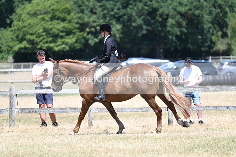 WJ7_3013 - Class 7 Riding Club Show Horse