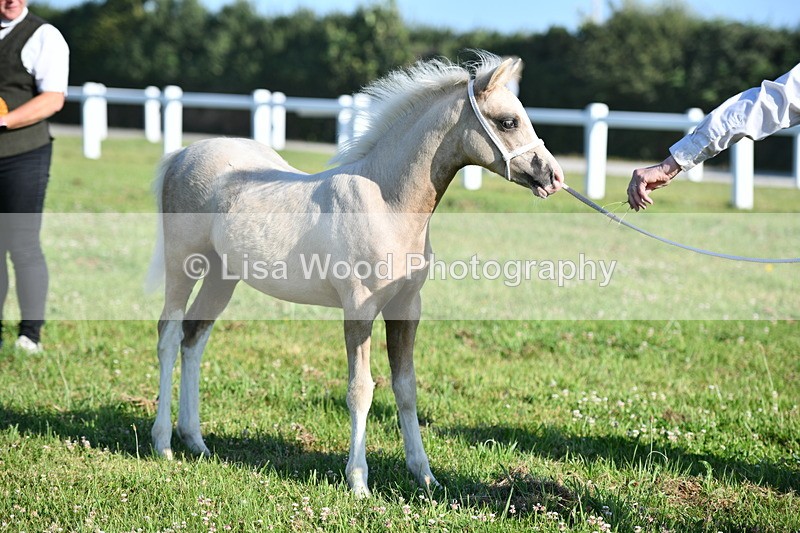DSC_5309 - Classes 47 & 48: NPS M&M Brood Mare and Foal