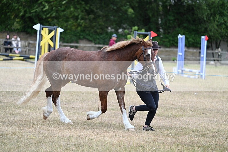 WJ7_8227 - Class 4 Prettiest Mare up to 14.2hh