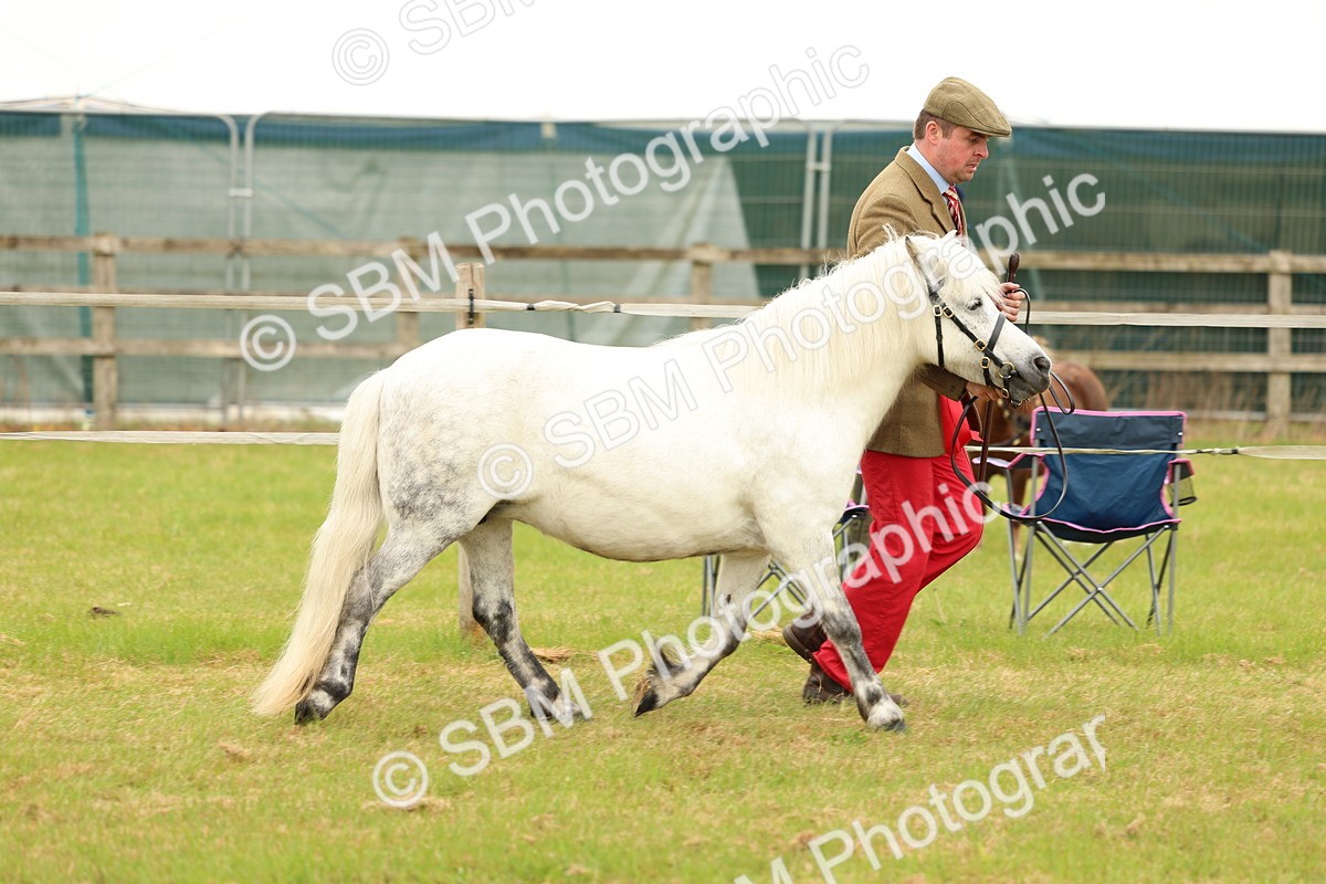 SBM_04410 - Class 64-67 - Shetland Pony In Hand