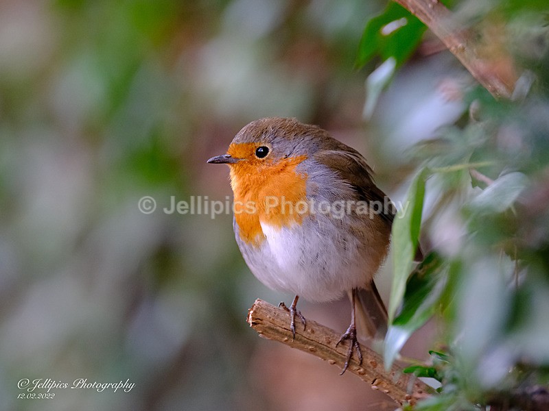  - Wildlife and Nature