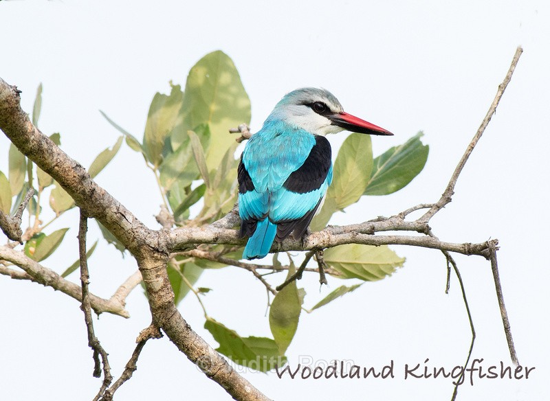  - South Africa Birds and Mammals