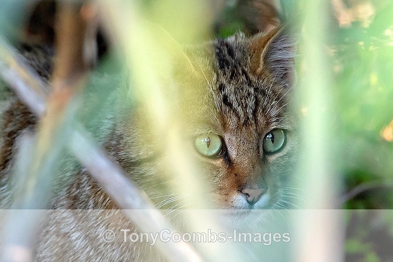 European Wildcat - Danube Delta