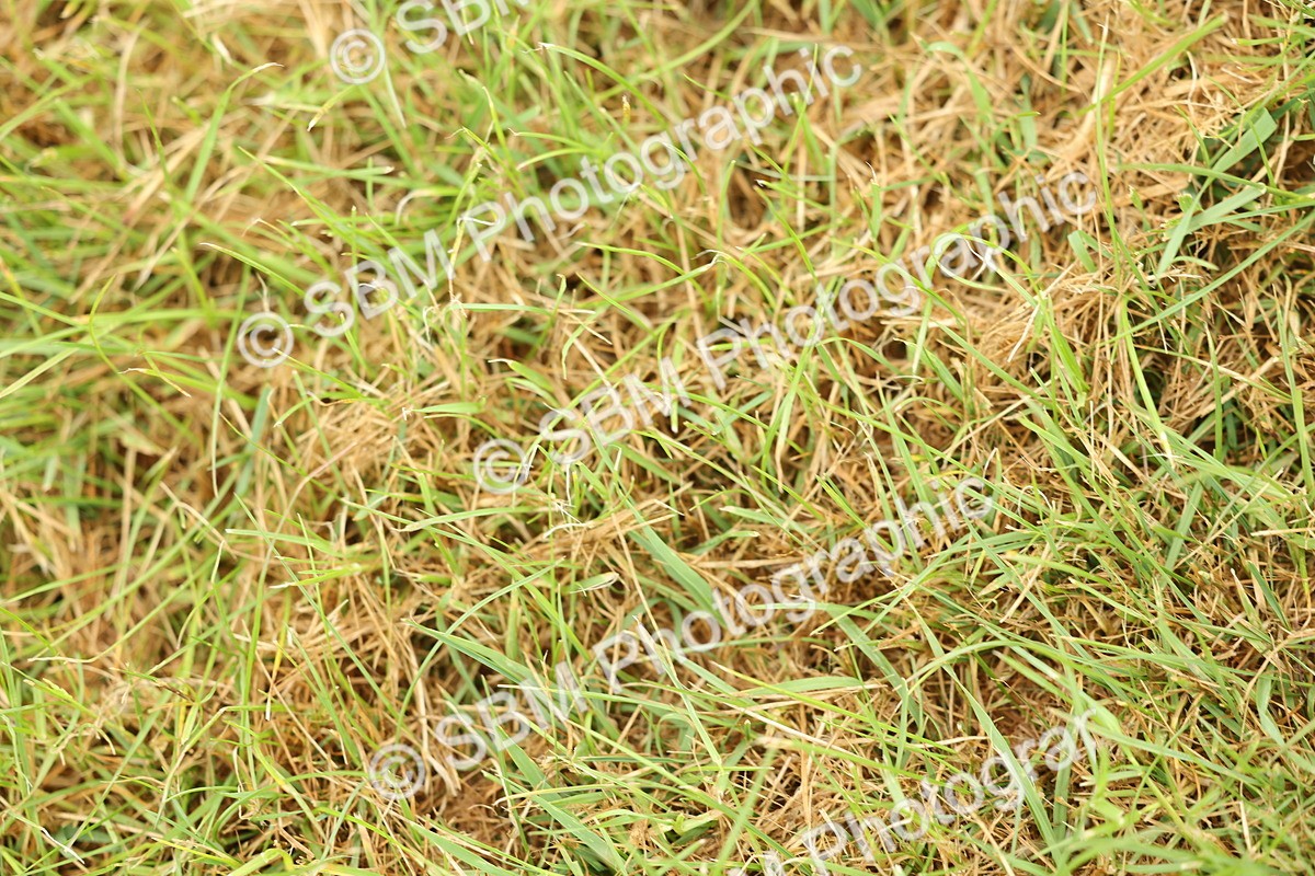 SBM_01662 - Class 50-57 - M&M Welsh Pony In Hand