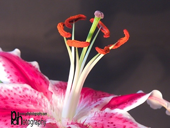 Lily-1-1231a - Flora & Fauna