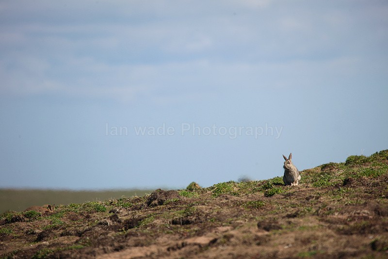  - Wildlife, Mammal Photography, Great Britain