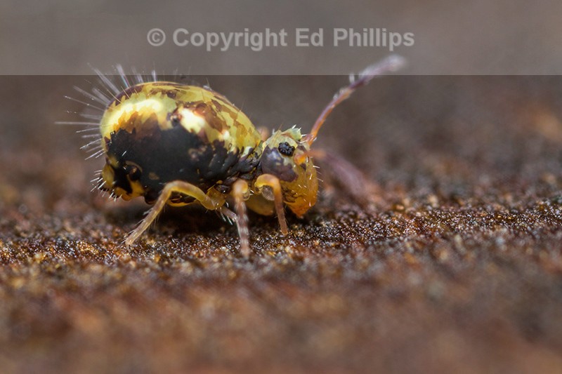Dicyrtomina saundersi (m)