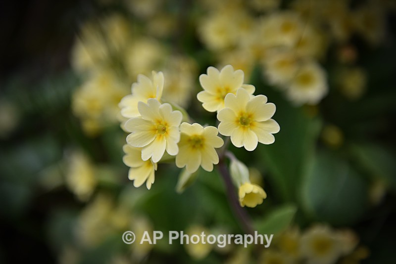 Welsh Primrose_ACP_2096 - Plants