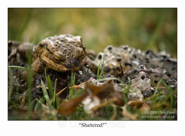 Shattered! - Animals/ Wildlife