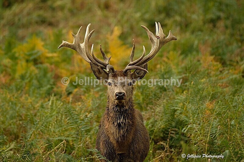  - Wildlife and Nature