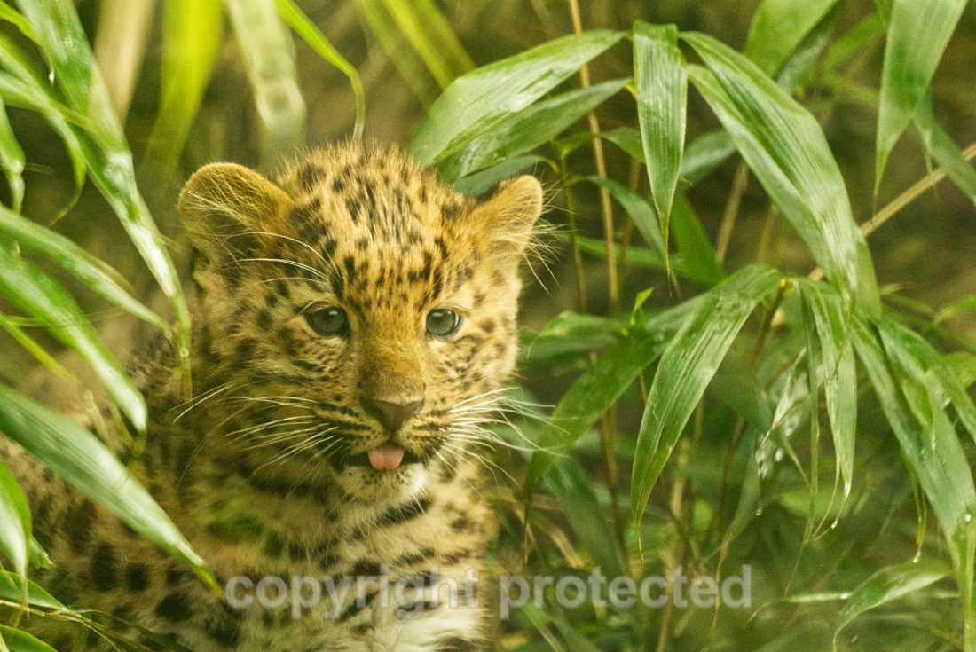 Akovi - Wildlife Vets International