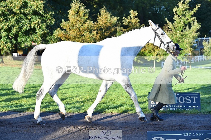 231022-085450-21444 - 618-LORD.PICTON.FREESTYLE-Penny.Corbett-TrotUp+SJ