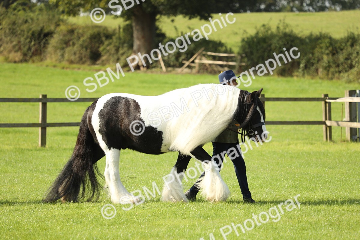 SBM_61033 - S43 - Coloured Pony In Hand