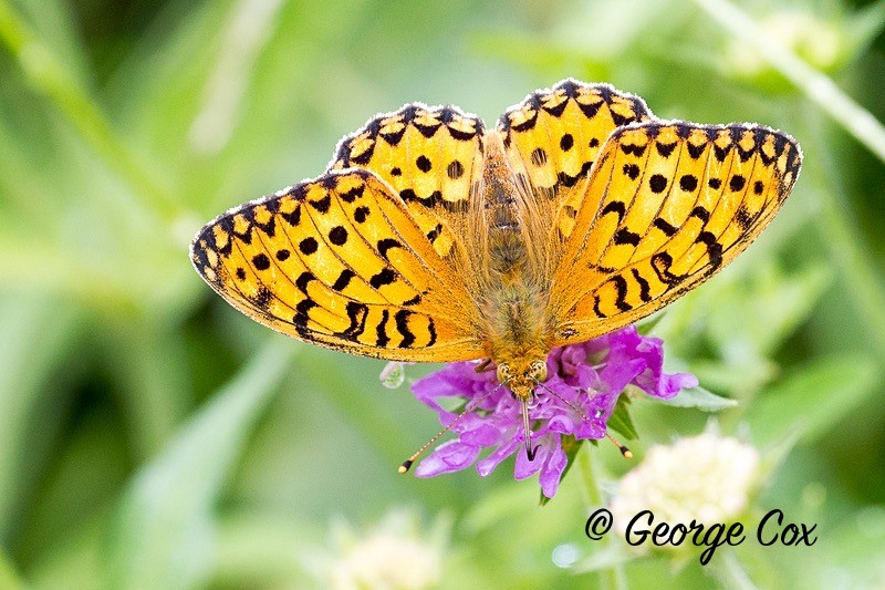 niobe fritillary pyrenees