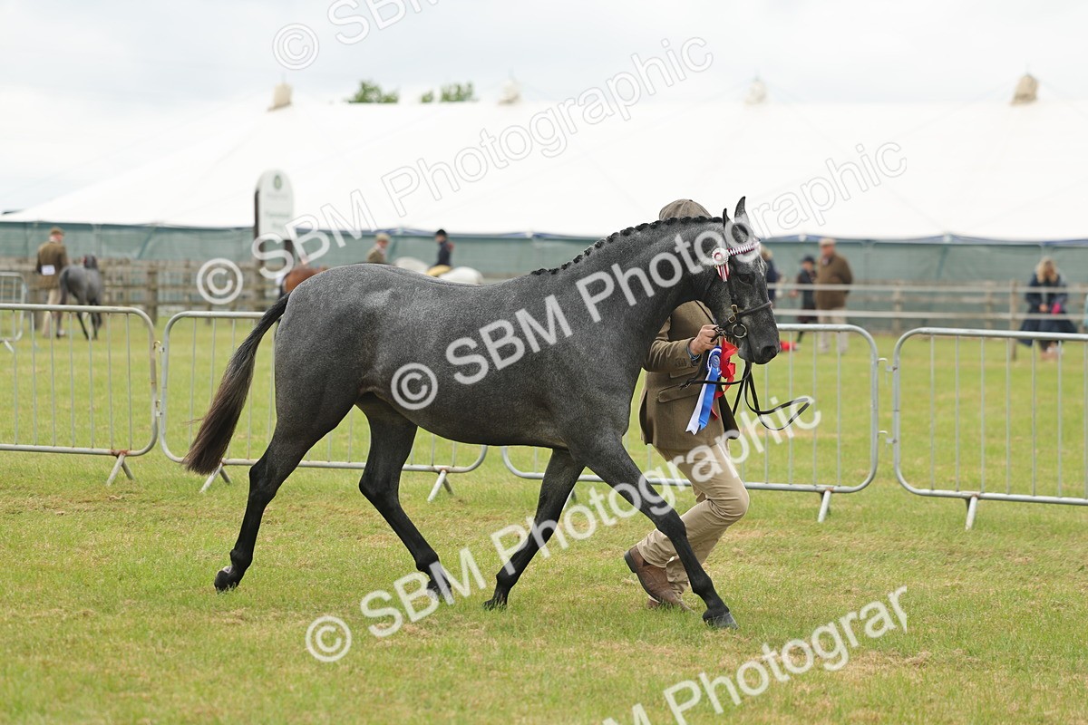 SBM_05604 - Class 68-73 - Riding Pony Breeding