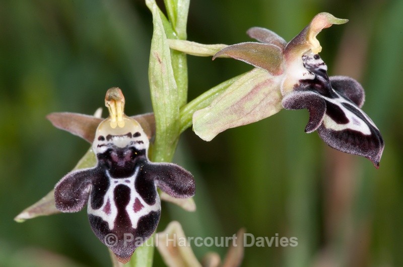  - Orchids - Crete