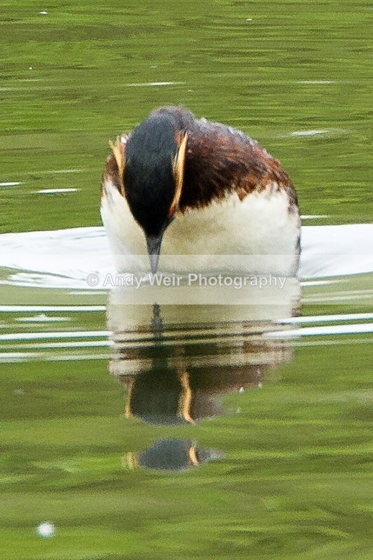 20120520-_MG_9923 - Black-necked Grebe