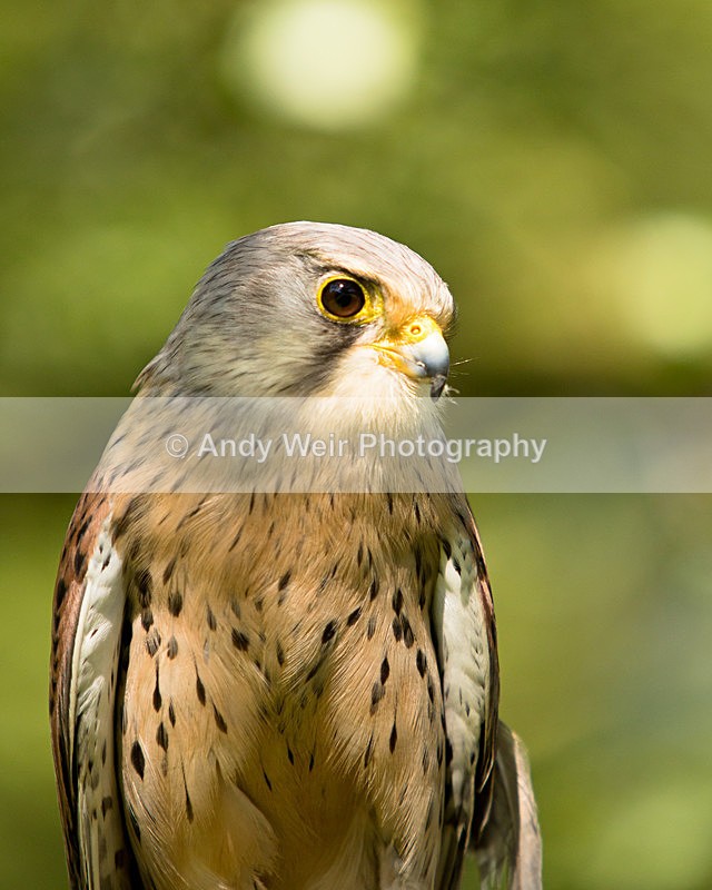 20140705-3K8A3429 - Captive Birds