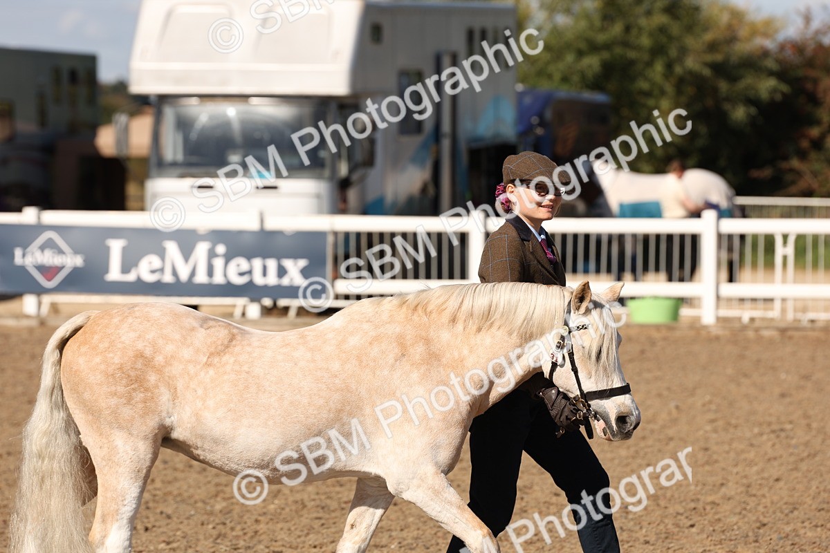 SBM_13850 - Class 205 - IH Show Pony - Show Hunter Pony