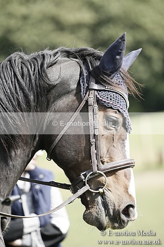 BVR090918 645 - BVRC Dressage and Show Jumping 09/09/18