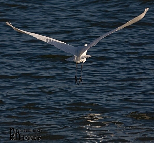 White-Heron-1-0527 - Natural World Birds